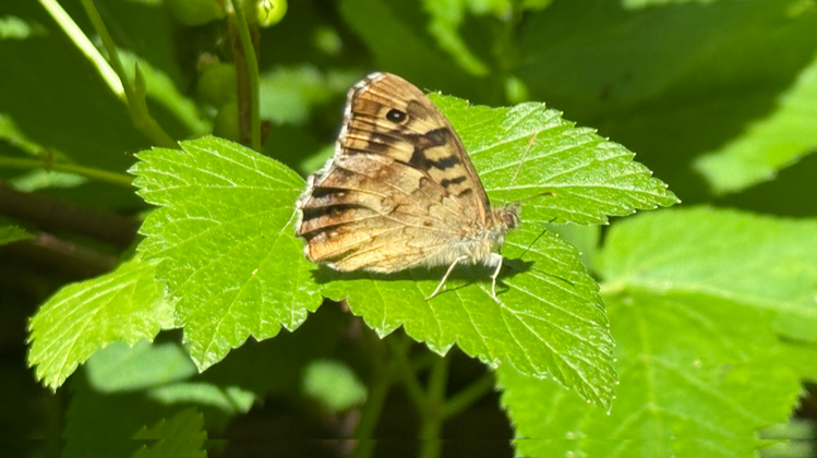 speckledwood_750