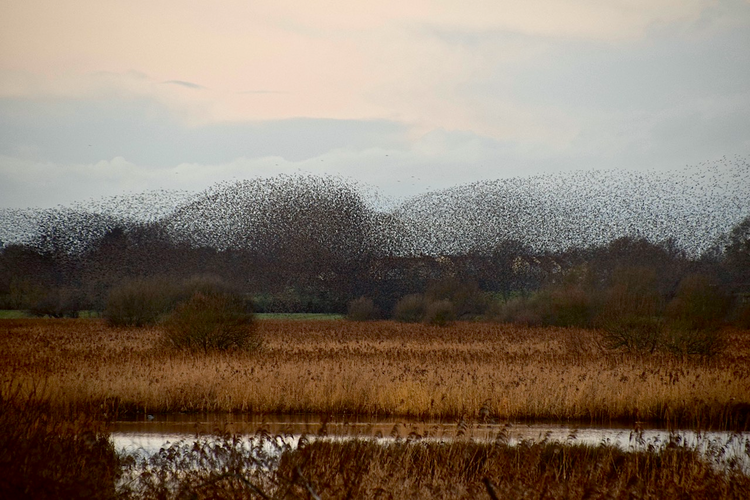 starlings_750