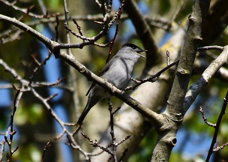 10. Blackcap